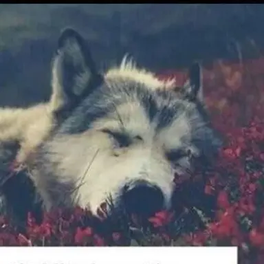 Profile image of Remus
