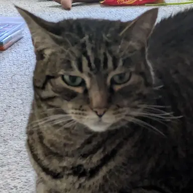 Profile image of Quil