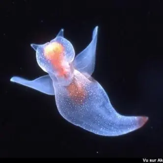 Profile image of 클리온