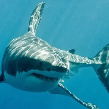 Profile image of 셰커