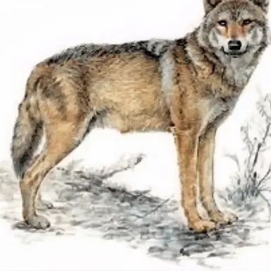 Profile image of 늑대
