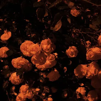 Profile image of 박덕개