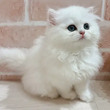 Profile image of もち