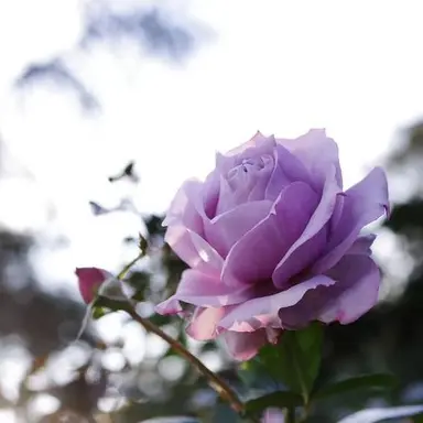 Profile image of 初兎