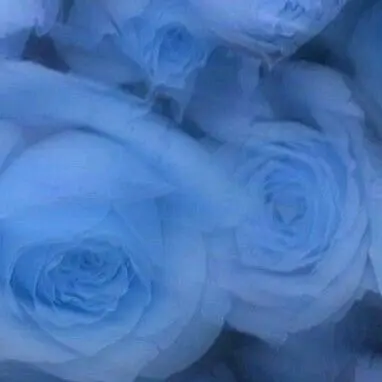 Profile image of いれいす