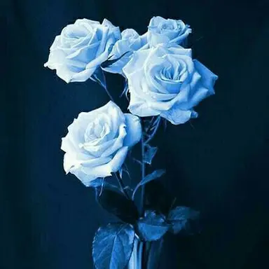 Profile image of いふ