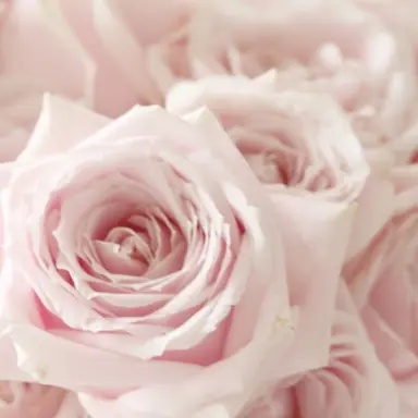 Profile image of ないこ