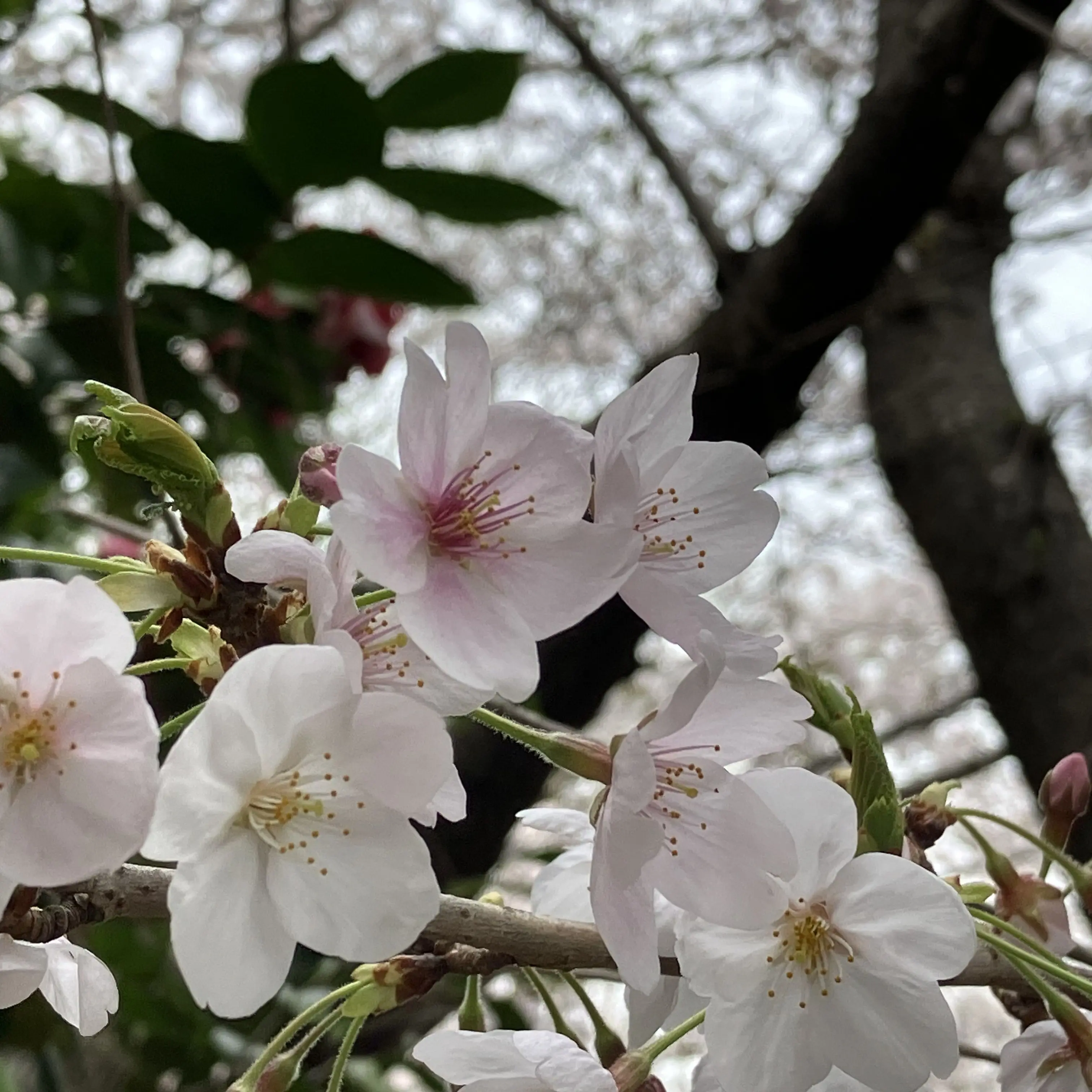 TallDecal8488의 自分用