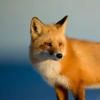 Profile image of Fox