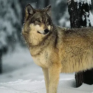 Profile image of Wolf
