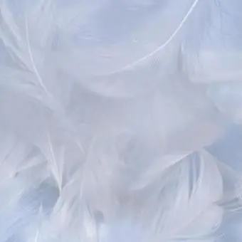 Profile image of SB