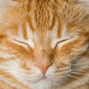 Profile image of 고양이 카페 FPF