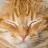 고양이 카페 FPF
