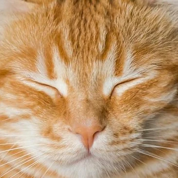 고양이 카페 FPF