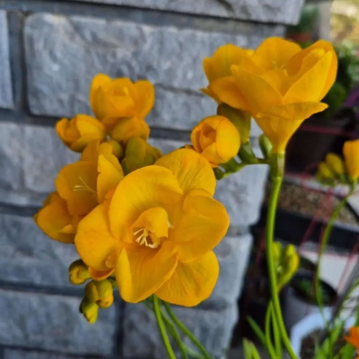 SnowyShirt0404의 미수반