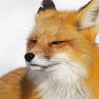 Profile image of 여우