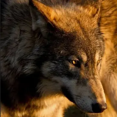Profile image of Bailey