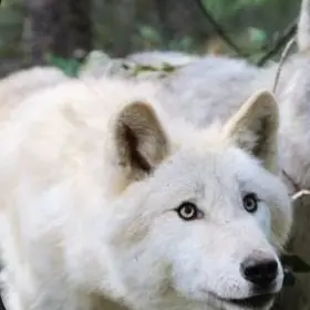 Profile image of Arlo