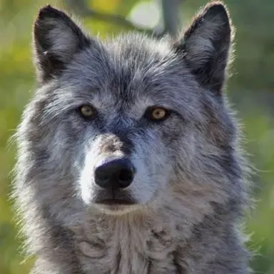 Profile image of Bay