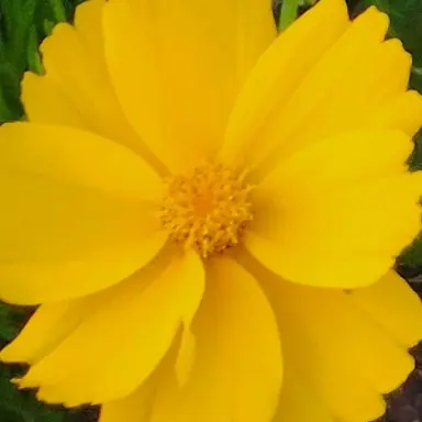Profile image of 쪼만