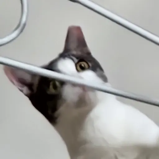 Catcat의 후추