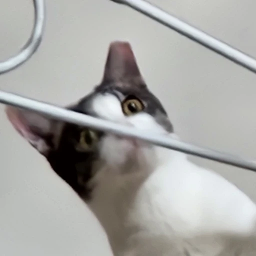 후추