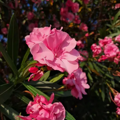 Profile image of 밥풀