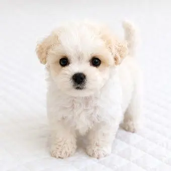 Profile image of 강아지
