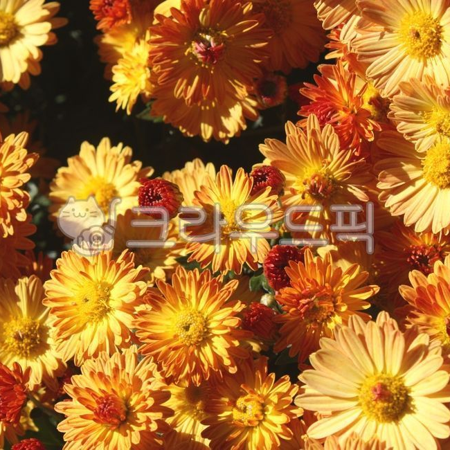 이종족 세탁소 뜰팁 대표 이미지