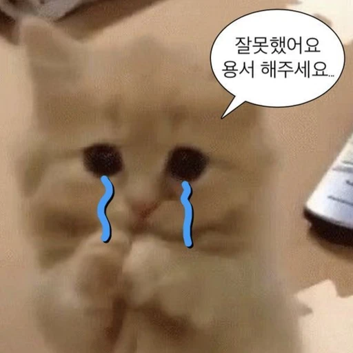 혼나는 김냥이🐾💗