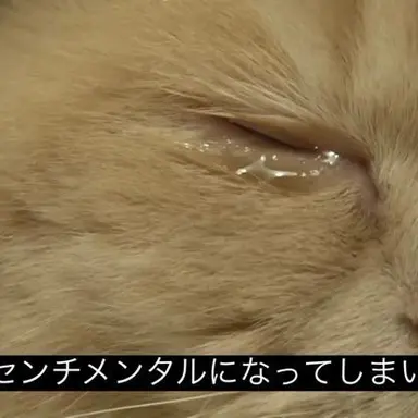 Profile image of モブ