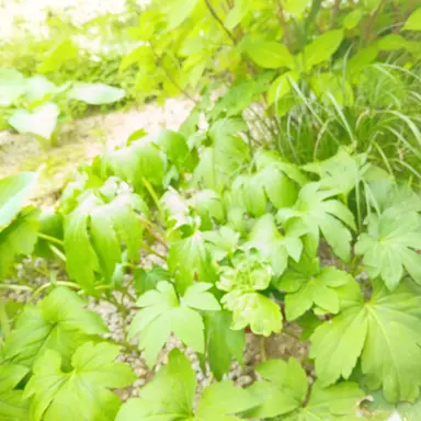 Profile image of 공룡