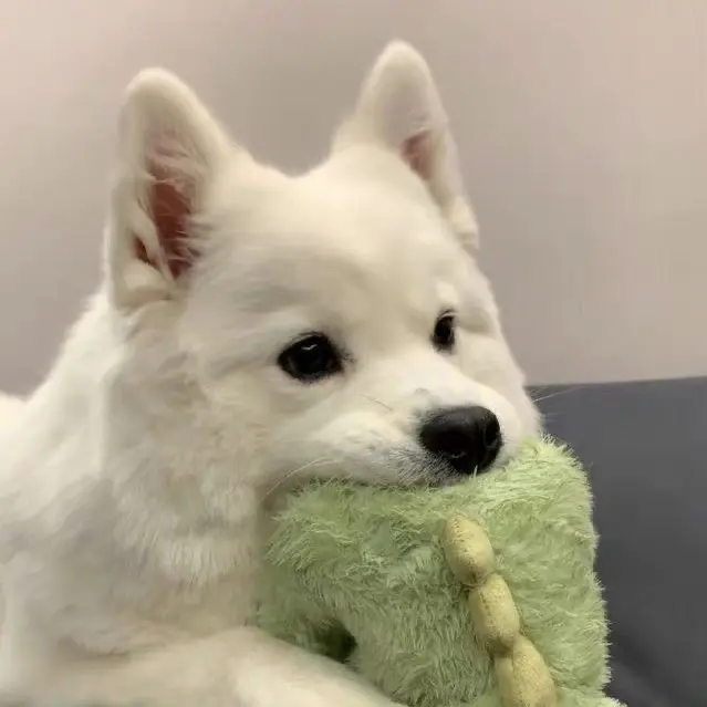 SnowyFern6257의 年下犬系彼