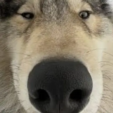 Profile image of 늑대