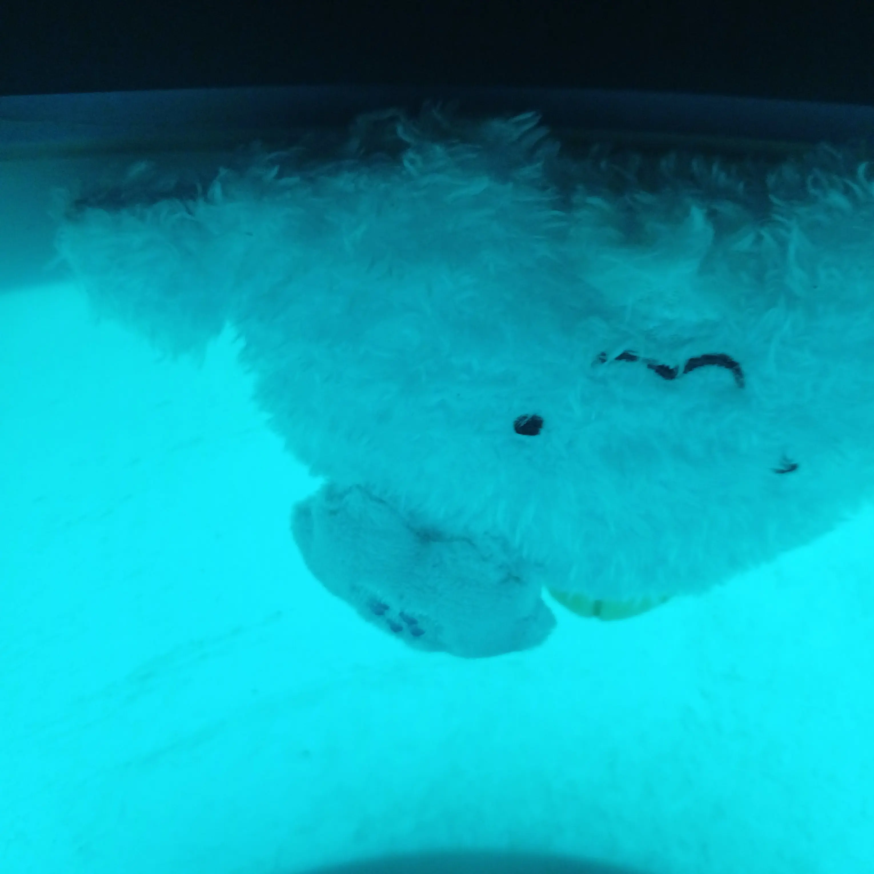 BulkyMoss8352의 1228 & 0107