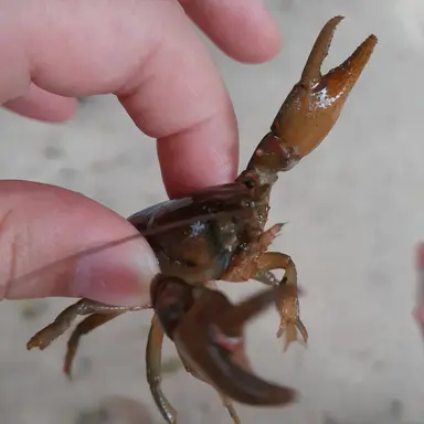 Profile image of 여우