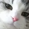 Profile image of ピクト