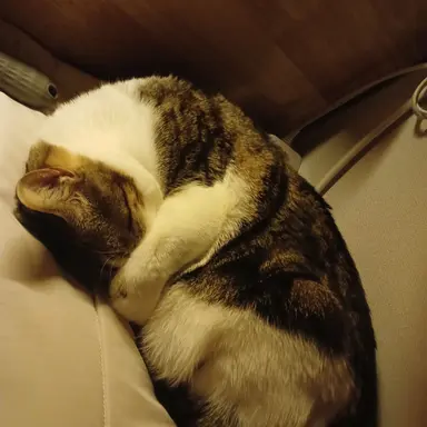 Profile image of 늑대