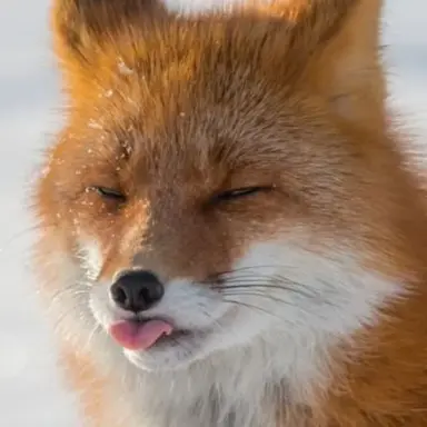 Profile image of 여우