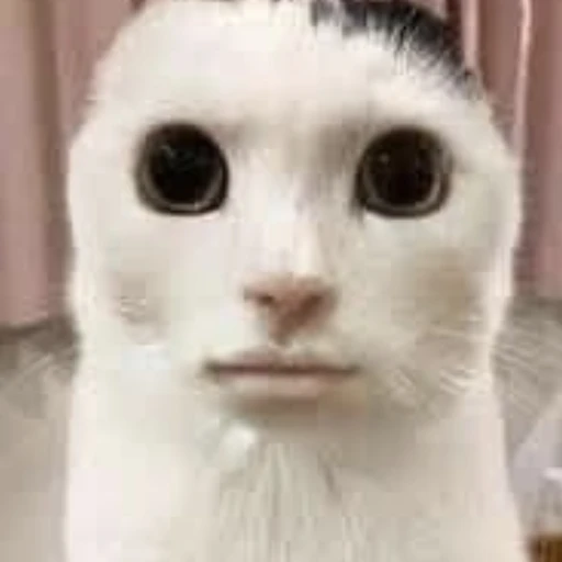 냥길동