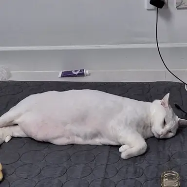 Profile image of 원영