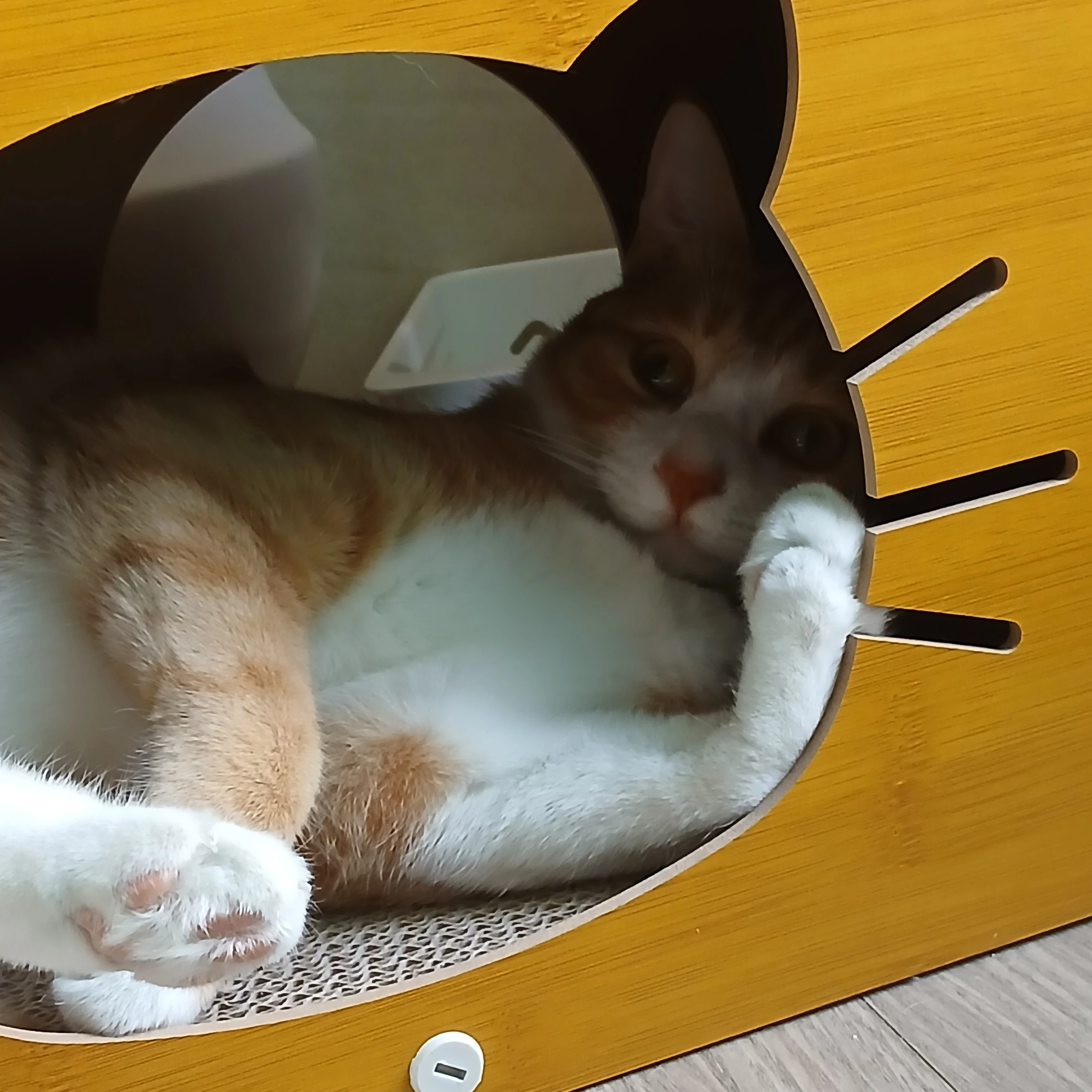 보리