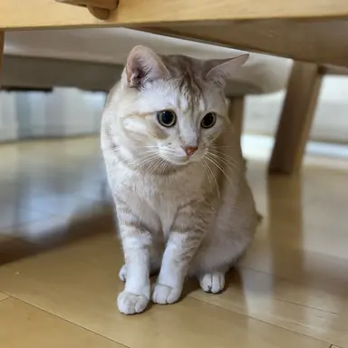 Profile image of あれはたまみだ