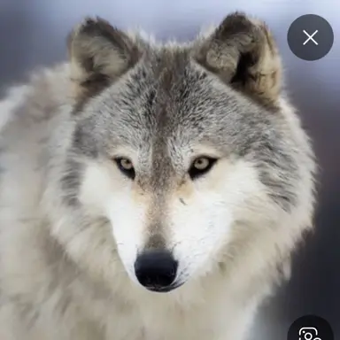 Profile image of 이늑대