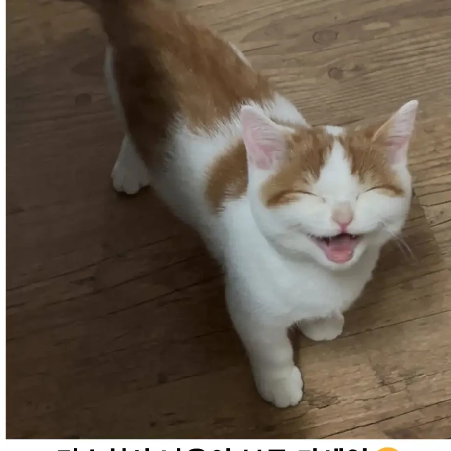 아이브