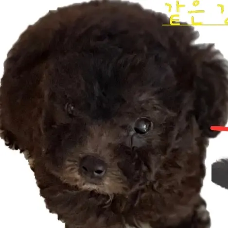 Nyang_nyang_Kkomi의 평학