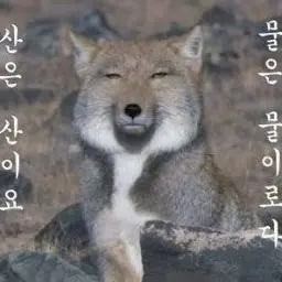 Profile image of 늑대