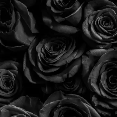 Profile image of 김하영