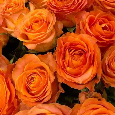 Profile image of 박덕개