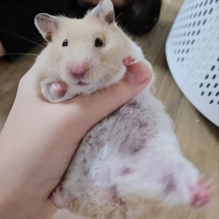 김오월